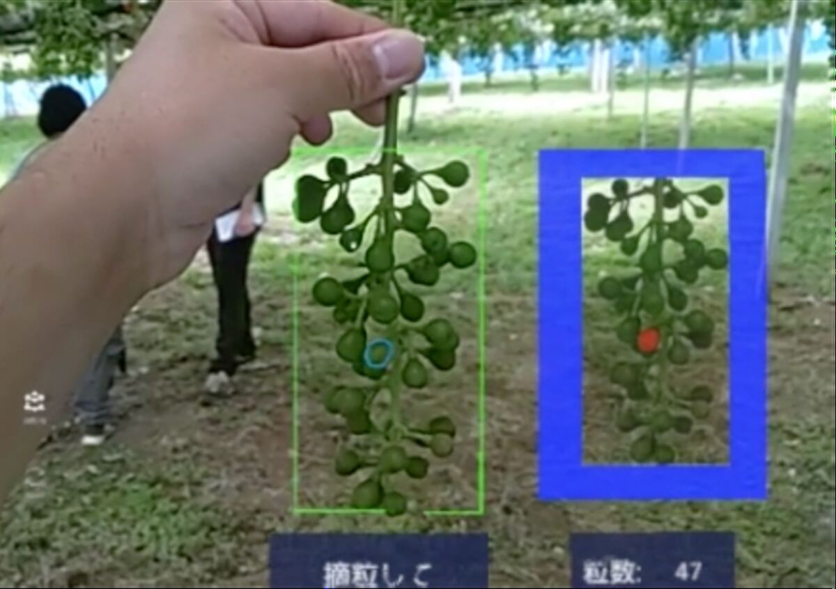ARグラス越しの表示。ぶどうの房が検出され、摘粒の指示と推定粒数が重ねて表示されている。