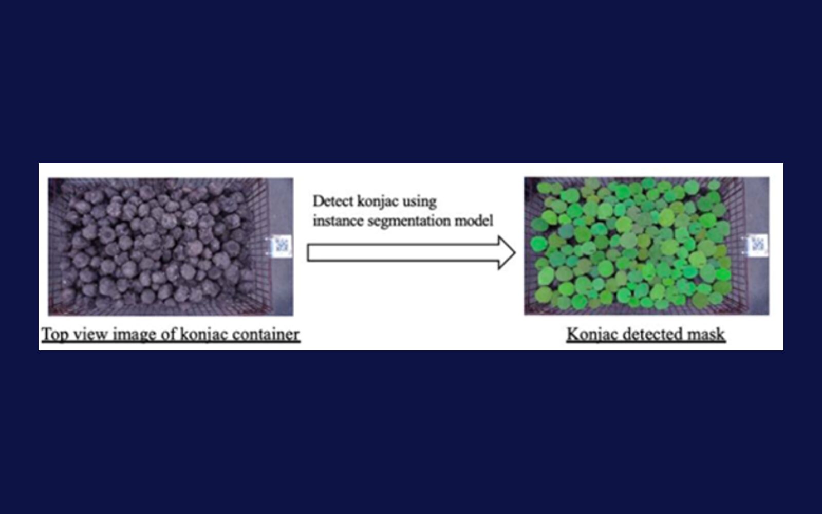 A top view of a konjac container beside the AI result, with each tuber individually detected.