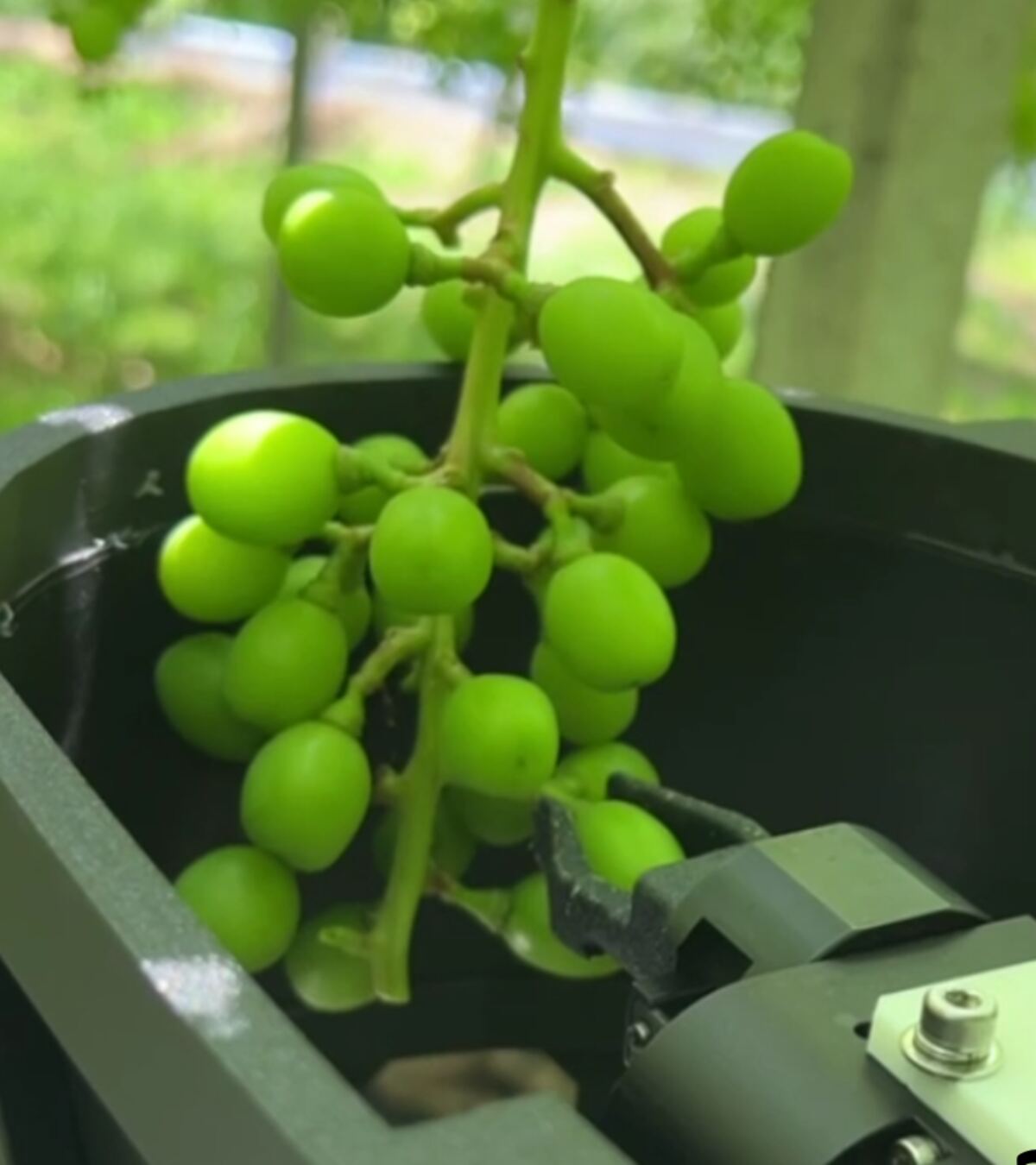 The thinning robot's gripper approaching a grape cluster.